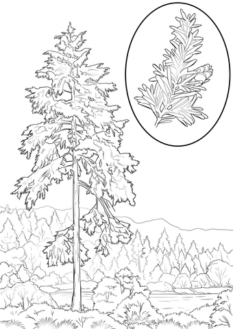 Western Hemlock Coloring Page